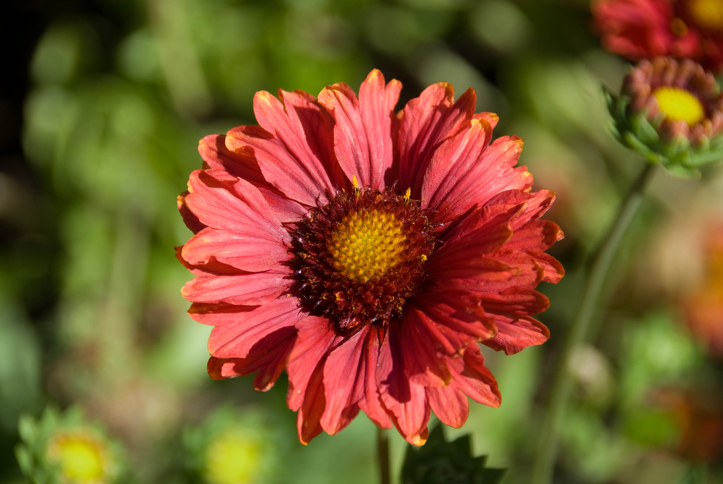 Gaillardia best sale grandiflora burgundy